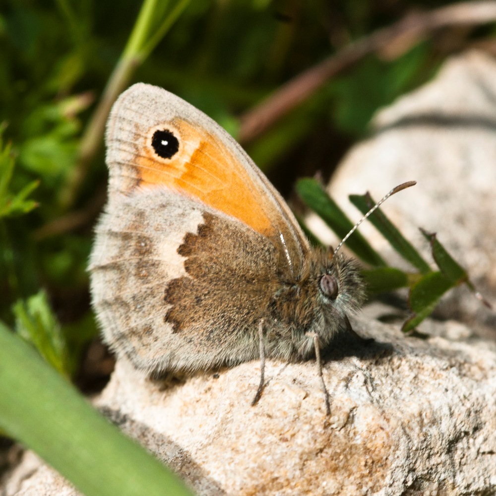 Coenonympha pamphilus